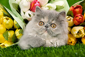 CAT 03 JE0122 01
Persian Chinchilla Kitten Laying On Grass With Tulips