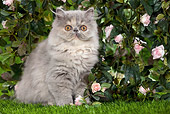 CAT 03 JE0123 01
Persian Chinchilla Kitten Sitting On Grass By Rose Bush