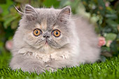 CAT 03 JE0124 01
Close-Up Shot Of Persian Chinchilla Kitten Laying On Grass