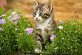 CAT 03 JE0125 01
Tabby Kitten Sitting In Planter Box With Purple Daisies