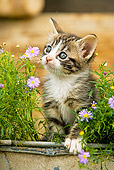 CAT 03 JE0126 01
Tabby Kitten Sitting In Planter Box With Purple Daisies
