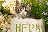 CAT 03 JE0127 01
Head Shot Of Tabby Kitten Sitting In Box With Purple Daisies And White Roses