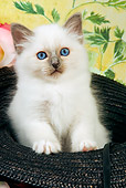 CAT 03 JE0129 01
Birman Kitten Sitting In Straw Hat In Front Of Floral Print