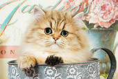CAT 03 JE0131 01
Shaded Golden Persian Kitten Sitting In Watering Can