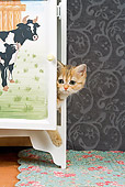 CAT 03 JE0132 01
British Shorthair Orange Tabby Peeking Head Out Of Cabinet With Cows Painted On