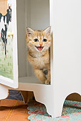 CAT 03 JE0134 01
British Shorthair Orange Tabby Sitting In Cabinet Meowing