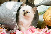 CAT 03 JE0135 01
Birman Kitten Laying In Watering Can With Pink Rose Petals