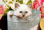 CAT 03 JE0136 01
Close-Up Of Birman Kitten Peeking Head Out Of Watering Can With White And Pink Roses