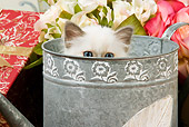 CAT 03 JE0137 01
Birman Kitten Peeking Head Out Of Watering Can With White And Pink Roses And Wrapped Gift