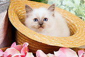 CAT 03 JE0138 01
Birman Kitten Sitting In Straw Hat With Pink Rose Petals