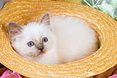 CAT 03 JE0139 01
Birman Kitten Laying In Straw Hat With Pink Rose Petals