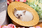 CAT 03 JE0140 01
Birman Kitten Laying In Straw Hat With Pink Rose Petals And Watering Can