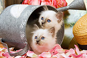 CAT 03 JE0142 01
Birman Kittens Laying In Watering Can With Pink Rose Petals