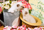CAT 03 JE0143 01
Birman Kittens Sitting In Watering Can And Straw Hat With Pink Rose Petals