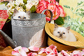 CAT 03 JE0144 01
Birman Kittens Sitting In Watering Can And Straw Hat With Pink Rose Petals