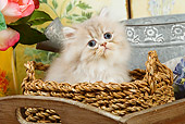 CAT 03 JE0146 01
Silver Shaded Persian Kitten Sitting In Wicker Basket With Pink Roses And Watering Can