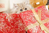 CAT 03 JE0147 01
Silver Shaded Persian Kitten Sitting In Wrapped Red Gift Box With Floral Design