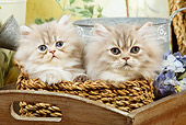 CAT 03 JE0148 01
Two Silver Shaded Persian Kittens Sitting In Wicker Basket With Watering Can