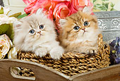 CAT 03 JE0149 01
Silver Shaded And Golden Shaded Persian Kittens Sitting In Wicker Basket With Watering Can And Pink Roses