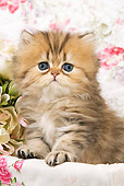 CAT 03 JE0150 01
Golden Shaded Persian Kitten Sitting In Box With Floral Design