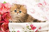 CAT 03 JE0151 01
Golden Shaded Persian Kitten Laying In Box With Floral Design And Pink Roses