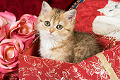 CAT 03 JE0152 01
Orange British Shorthair Tabby Kitten Sitting In Wrapped Gift Box With Pink Roses