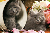 CAT 03 JE0153 01
Gray Long-Haired Kittens Laying In Bucket With Pink And White Roses And Rose Petals