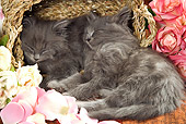 CAT 03 JE0154 01
Gray Long-Haired Kittens Sleeping In Wicker Basket With Pink And White Roses And Rose Petals