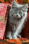 CAT 03 JE0157 01
Gray Long-Haired Kitten Sitting In Wrapped Red Gift Box With Floral Design