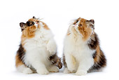 CAT 03 JE0159 01
Two Tortoiseshell Persian Kittens Sitting On White Seamless Looking Up