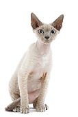 CAT 03 JE0160 01
Devon Rex Kitten Sitting On White Seamless
