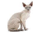 CAT 03 JE0161 01
Devon Rex Kitten Sitting On White Seamless Profile