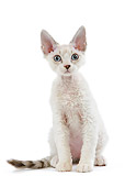 CAT 03 JE0162 01
Devon Rex Kitten Sitting On White Seamless