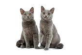 CAT 03 JE0164 01
Chartreux Kittens Sitting On White Seamless