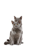 CAT 03 JE0165 01
Chartreux Kittens Sitting On White Seamless