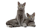 CAT 03 JE0166 01
Chartreux Kittens Sitting And Laying On White Seamless