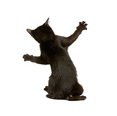 CAT 03 JE0167 01
Bombay Black Kitten Sitting On White Seamless
