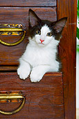 CAT 03 JE0168 01
Norwegian Forest Kitten Sitting Inside Drawer