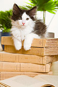 CAT 03 JE0169 01
Norwegian Forest Kitten Laying On Stack Of Books