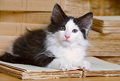 CAT 03 JE0170 01
Norwegian Forest Kitten Laying On Open Book