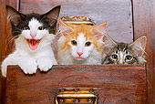 CAT 03 JE0171 01
Norwegian Forest Kittens Sitting Inside Drawer