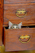 CAT 03 JE0172 01
Norwegian Forest Kitten Peeking Head Out Of Drawer