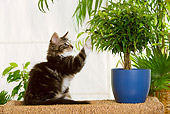 CAT 03 JE0173 01
Norwegian Forest Kitten Pawing At Plant