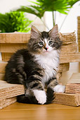 CAT 03 JE0174 01
Norwegian Forest Kitten Sitting By Stack Of Books