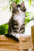 CAT 03 JE0175 01
Norwegian Forest Kitten Sitting On Stack Of Books