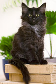 CAT 03 JE0176 01
Norwegian Forest Kitten Sitting On Stack Of Books