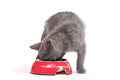 CAT 03 JE0179 01
Chartreux Kitten Eating From Red Bowl On White Seamless