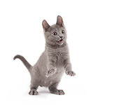 CAT 03 JE0180 01
Chartreux Kitten Playing On White Seamless