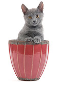 CAT 03 JE0181 01
Chartreux Kitten Sitting In Flower Pot On White Seamless