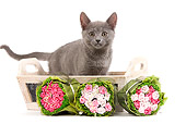 CAT 03 JE0183 01
Chartreux Kitten Standing In Wooden Basket By Rose Bouquets On White Seamless